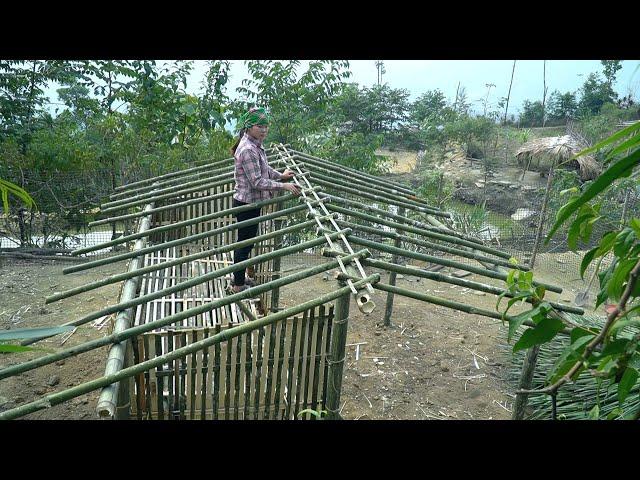 New life renovation, take palm leaves to build chicken coop, daily life