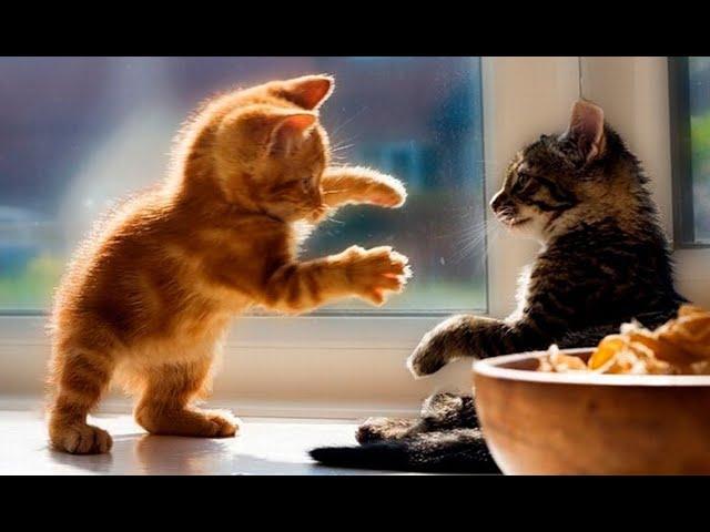  The funniest and cutest kittens in the world!  The best videos with cats and kittens! 