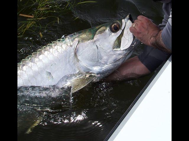 Avid Angler Hosted Travel - Florida Tarpon