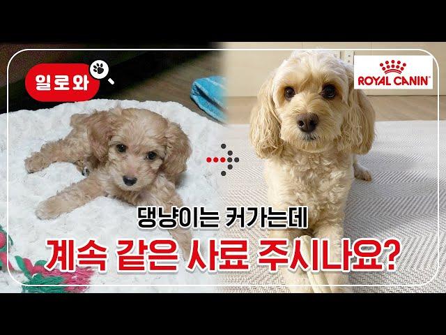 강아지 성장기간 및 연령별 사료 선택 꿀팁! | 수의사 상담소