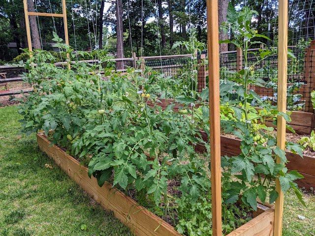 CHEAP and EASY tomato trellis tutorial | Maximize your garden space. Grow vertically!