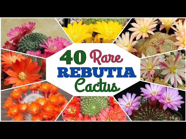 40 Stunning Rebutia Cactus | Cactus Species