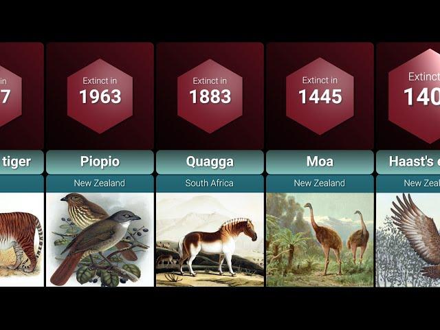 Extinct Animals Lost to History Due to Human Activity