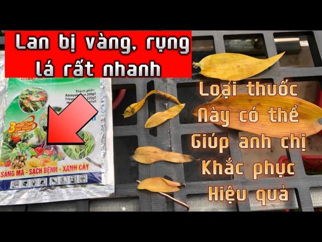 Lan bị vàng, rụng lá | chia sẻ thuốc trị cho lan bị vàng lá, rụng lá hiệu quả | hoa lan Trần Khương