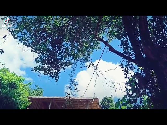Cinematik. Hutan Lintidu