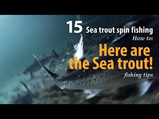 How to • Sea trout - Fly fishing • Here are the sea trout! • fishing tips