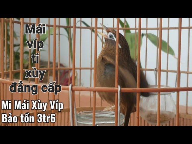 Video Họa Mi Mái Xùy Víp Nhất! Tiếng chim mi mái xùy Căng Lửa thúc trống