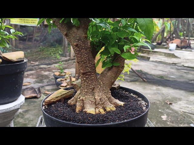 Murah Tapi bukan Murahan cek bahan Bonsai Anting putri Wrightia religiosa Part1