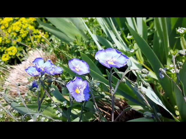 銳眼看世界－－Linum perenne藍花亞麻