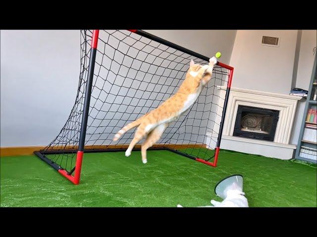 Goalkeeper Cat Got Disqualified from EURO 2024 !!