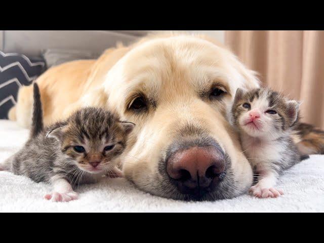 How the Golden Retriever and New Tiny Kittens Became Best Friends [Cutest Compilation]