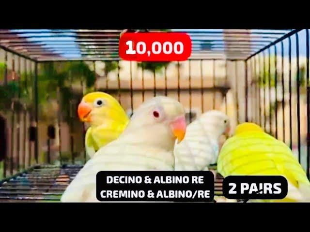 All breeder Pairs 2024 By Naveed Sheikh || BiG Sale by NS (Aviary) Albino, Cremino, Decino,…#birds