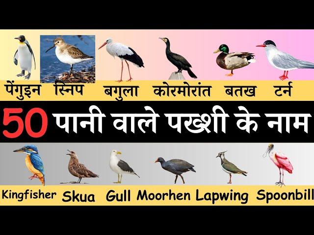 Water Birds Vocabulary l 50 Water Birds Name In English With Pictures l Aquatic Birds Name