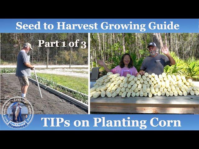 How to Grow Corn, Seed to Harvest (Part 1 of 3)