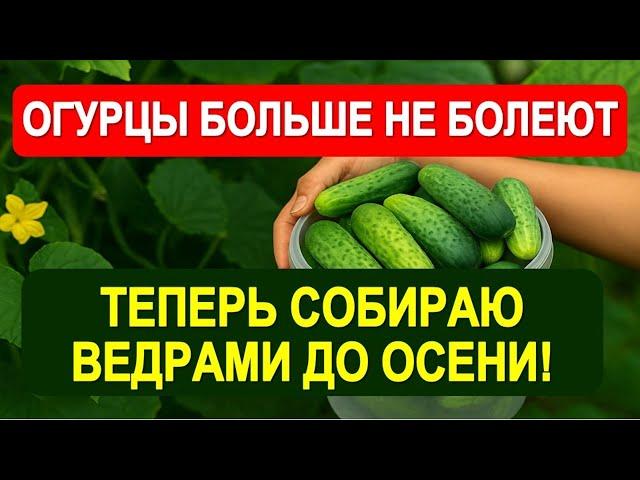 Огурцы снова зелёные и урожайные! Лучшая подкормка от пожелтения, болезней и осыпания завязей!