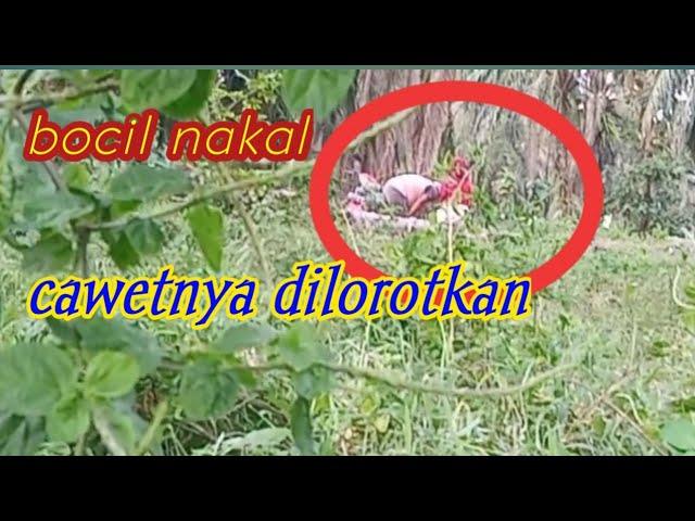 ADA APA DI KEBUN SAWIT/BOCIL BERKEMBANG BIAK CAWETNYA DILOROTKAN