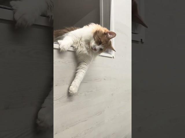 Maine Coon | Mike approfitta dell’assenza di Mendy per giocare con la stecca !  |#mainecoon