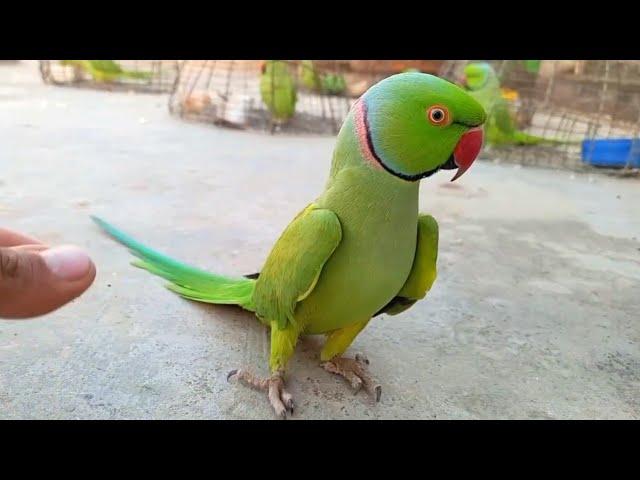 Ringneck Parrot new Male Show Sounds Ka Video