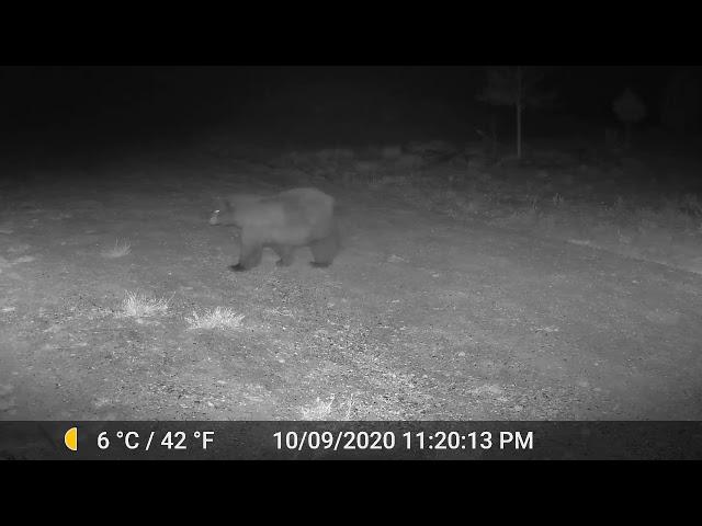 Park County near Hartsel Bear sighting on GardePro game cam