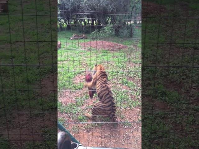 Tigers jumps to catch their lunch  #animals #tigers #slowmotion #rescue #impressive