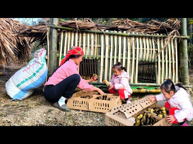 Mother used the money she received to buy a flock of ducks to raise to increase her income.