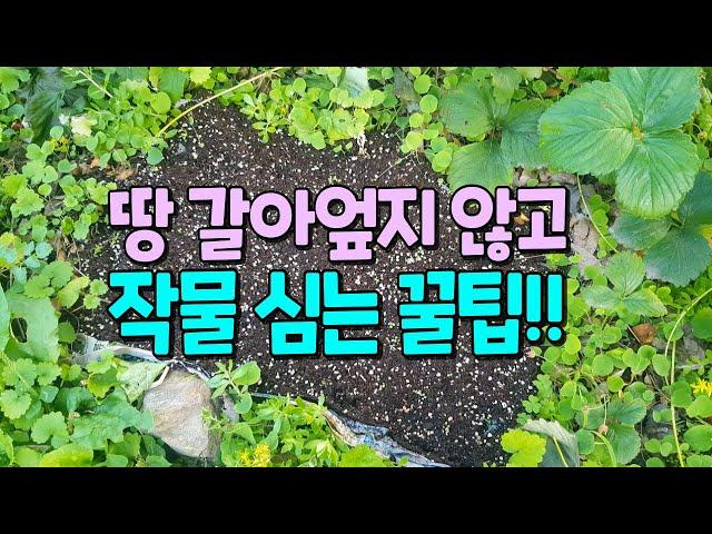 How to plant crops on organic mulch? Sowing seeds without tilling the ground