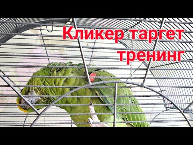 КАК ЗАГНАТЬ ПОПУГАЯ В КЛЕТКУ ДОБРОВОЛЬНО. Кликер таргет тренинг. Инструкция к попугаю.