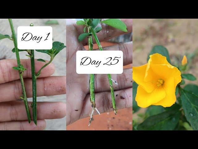 Easiest Way To Grow Yellow Flax Flower Plant