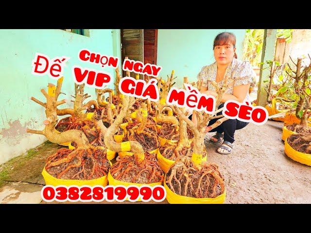 Phôi mai bonsai đế đẹp giá mềm sèo 29/11 #chịTiền0382819990 |MaivàngThanhTâm