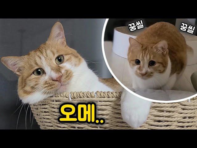 언니,오빠 놀래키는 게 취미인 고양이! (ft.까꿍놀이)