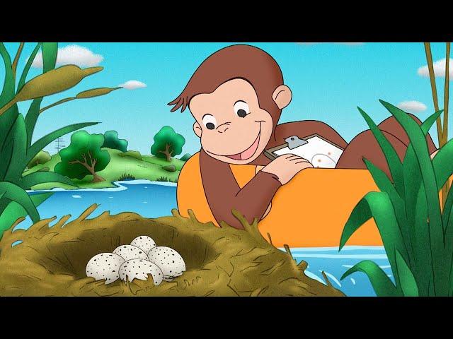 George Finds a Mysterious Egg  Curious George  Kids Cartoon  Kids Movies