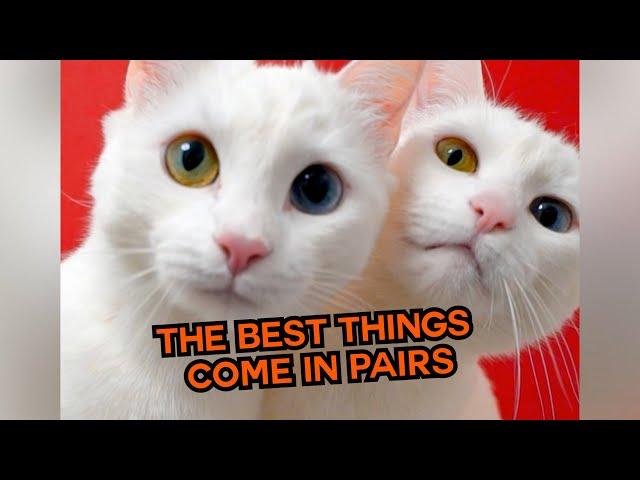 The Best Things Come In Pairs! ️ #compilation | PAWSOME PETS