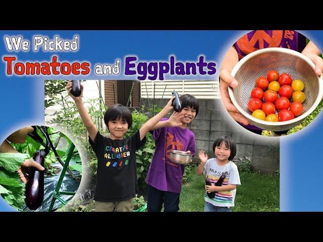 We Picked Tomatoes and Eggplants