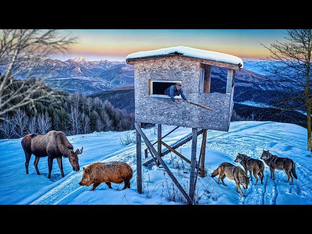 ВОЛКИ ДАВЯТ - ЗАГРЫЗЛИ КАБАНА | 24 ЧАСА в ЗАСИДКЕ | ЖИЗНЬ и БЫТ В ЛЕСУ