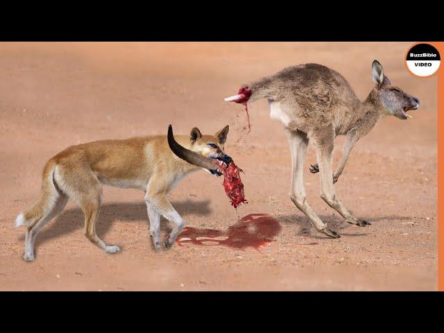 Dingo Dogs Rip a Kangaroo Who Fled Alone