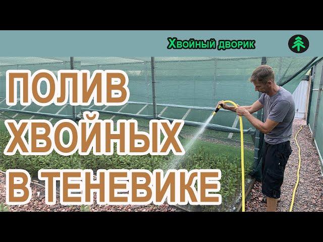 Как  поливаются хвойные растения в нашем теневике.Питомник "Хвойный дворик"