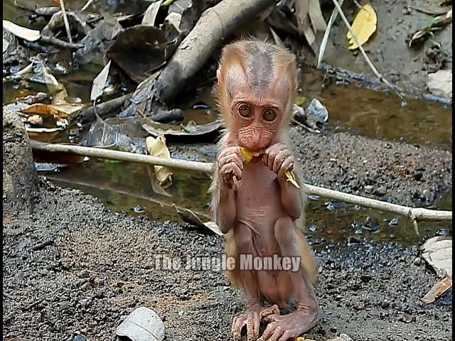 Hungry, the poor baby monkey came to the water to eat the ripe mangoes here.