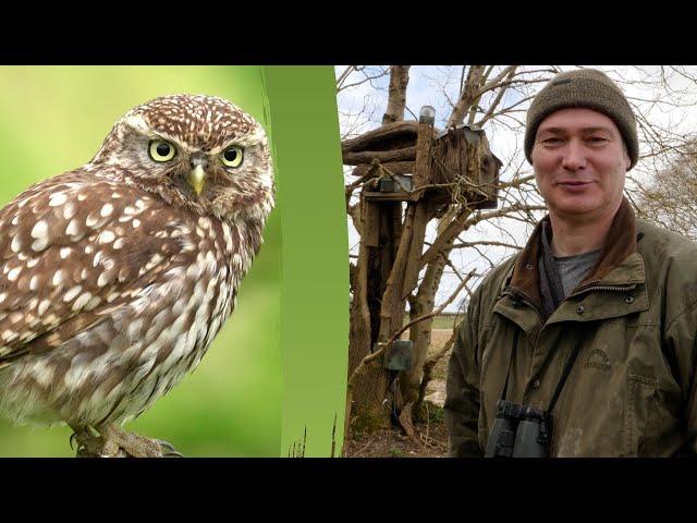 How I Built a Deluxe Box for Little Owls to Nest In | My Wildlife Hacks | Robert E Fuller
