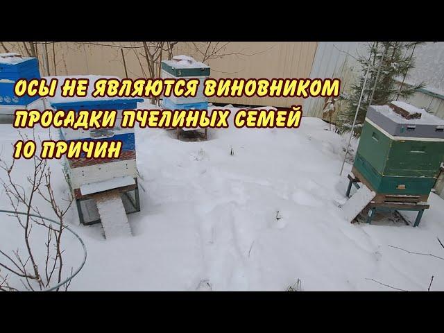 Пчеловодство слёт пчел Осы не являются причиной Просадки пчелиных семей