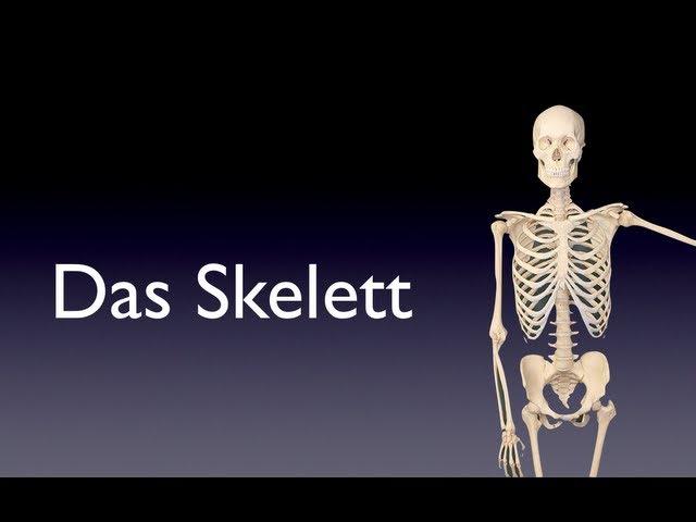 Das Skelett