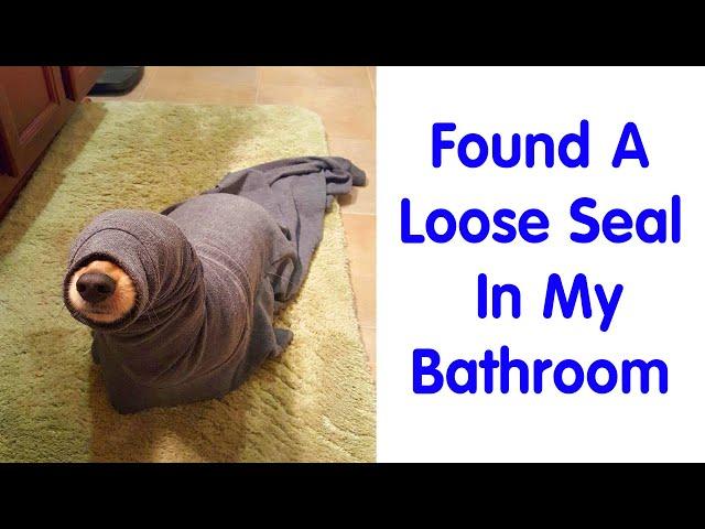 Pets Who Thought They Were Hiding, But Actually Weren’t - funny animals