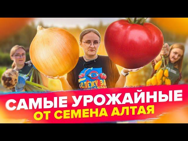 УРОЖАЙНЫЕ СОРТА ОТ СЕМЕНА АЛТАЯ!