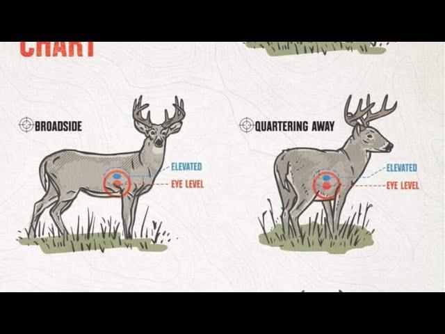 Where to Aim and Shoot a Deer