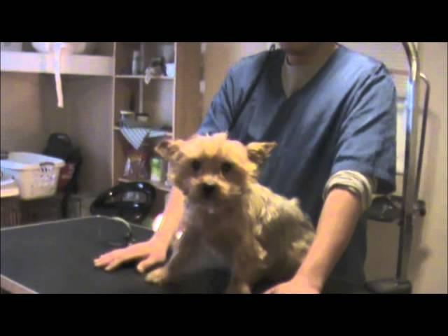 Grooming an Aggressive Yorkie (Yorkshire Terrier): Part 1