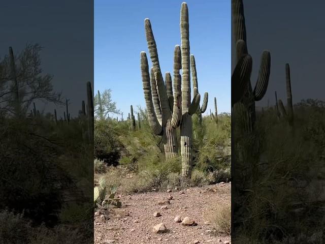 Jeep Rally Adventure in Tucson, AZ: Exploring Saguaro Cacti, Blooms & Wildlife! #tucson  #jeep