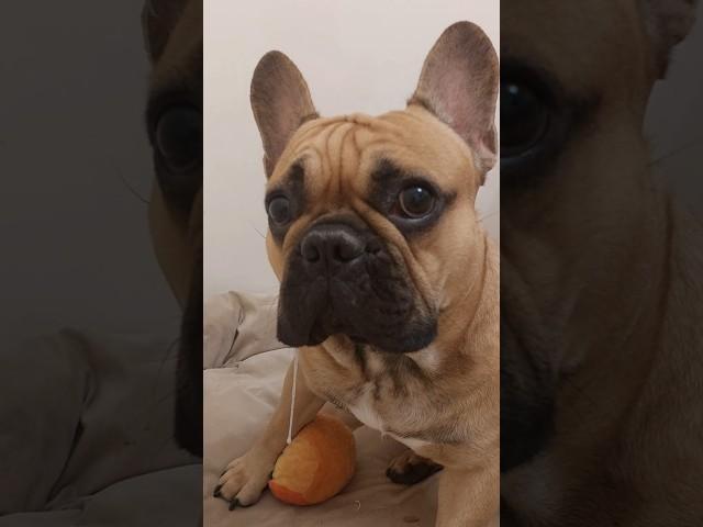 Слезы рта #бульдогмарсельвнуколигарха #французскийбульдог #frenchbulldog #собака #слюниубульдога