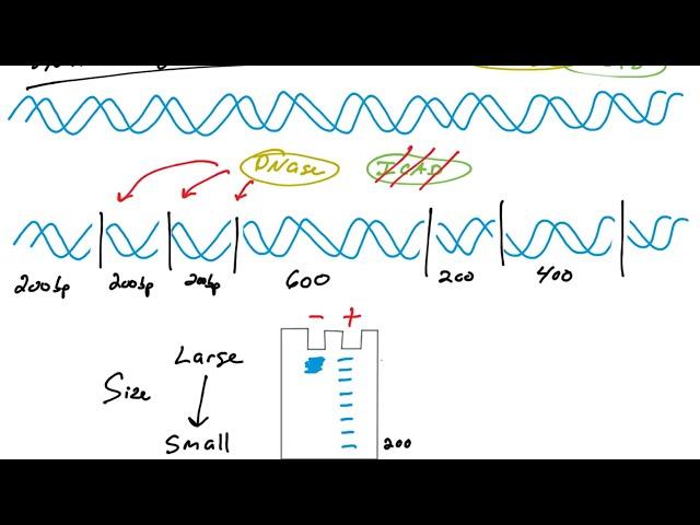 Apoptosis assays: DNA fragmentation, TUNEL, DAPI