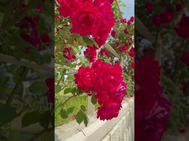 Beautiful Rose Flower  Fresh Morning WhatsApp Status Video#Ytshortsvideo#shorts