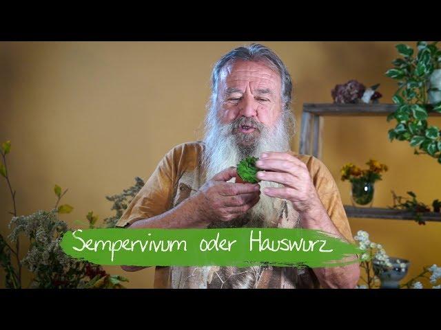 Sempervivum - Ein Glücksbringer