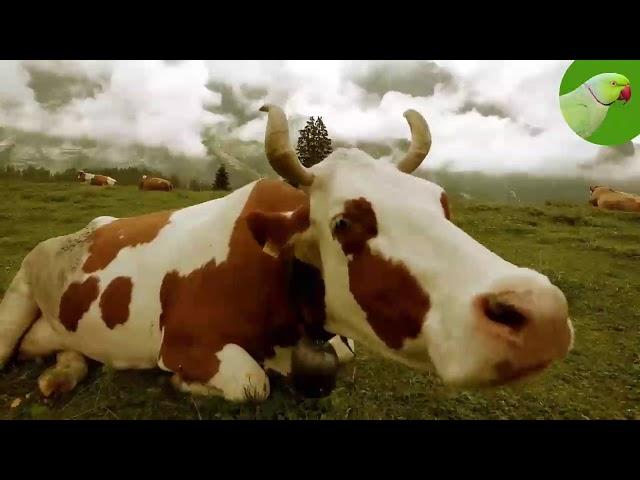 COW VIDEOS, COWS GRAZING IN A FIELD, COWS MOOING | Cow Video